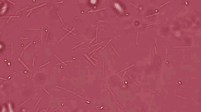 Bacteria Microorganisms GIF - Bacteria Microorganisms Amr GIFs