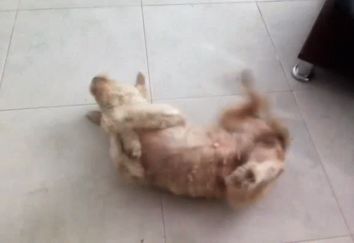 Dog Scratching GIF - Dog Scratching Itchy GIFs