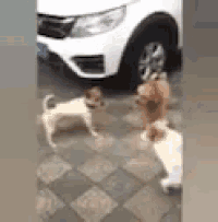 three dogs are standing next to each other in front of a car .