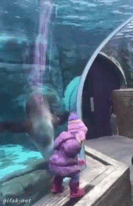 Funny Animals Sea Lion GIF - Funny Animals Sea Lion Fetch GIFs