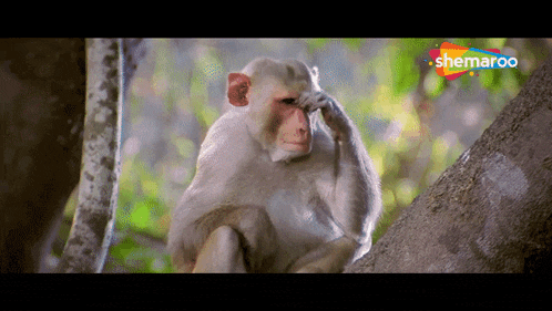 a monkey is sitting in a tree with a sherpao logo in the corner