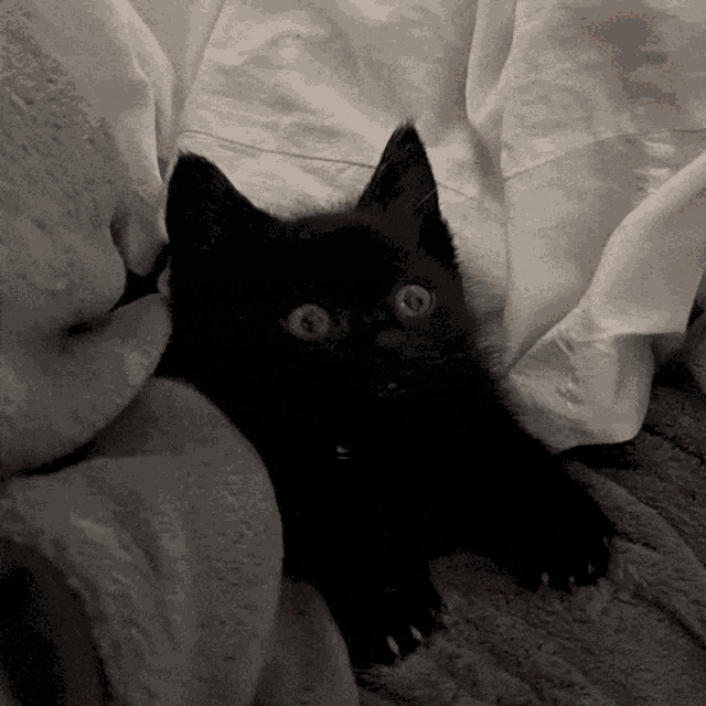 a black cat is laying under a white blanket and looking at the camera