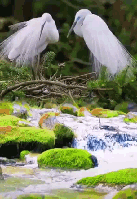 two white birds are standing next to each other on a rock near a river .