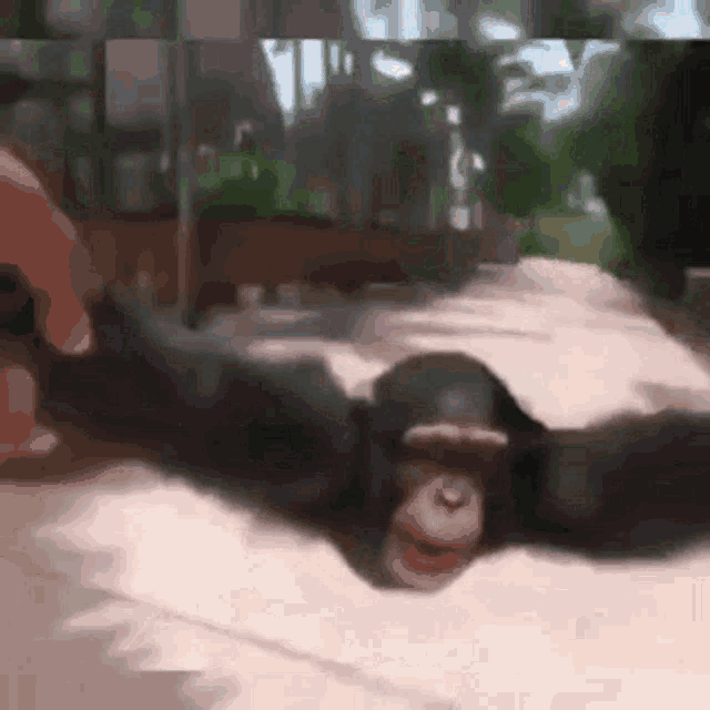 a chimpanzee is laying on the ground and covering his eyes