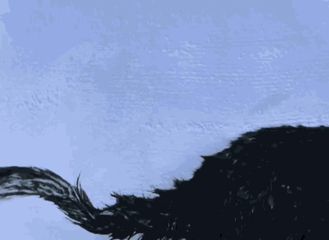 a close up of a cat 's tail against a blue wall