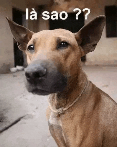 a brown dog with a rope around its neck is looking at the camera with the words `` la sao ? '' written above it .