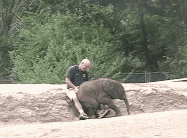 Come On! Just Let Me Sit With You! GIF - Elephant Baby Cute GIFs