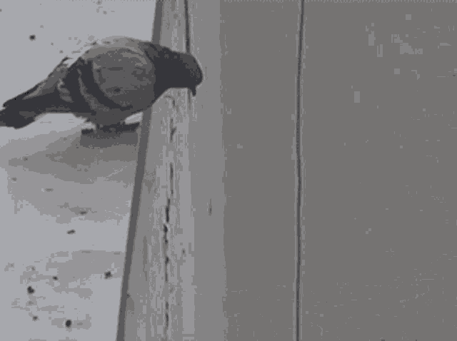 Suicide Pigeon Jumps Off Building Pigeon GIF - Suicide Pigeon Jumps Off Building Pigeon Suicidepigeon GIFs