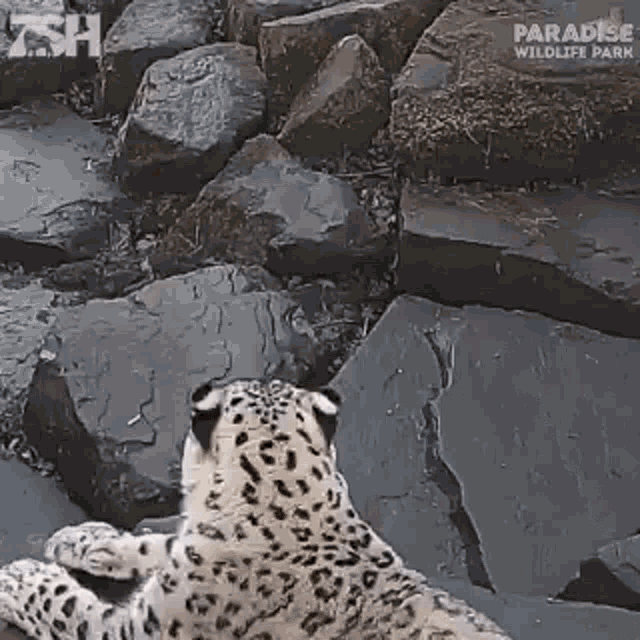 Snow Leopard Cute GIF - Snow Leopard Cute Cutie GIFs