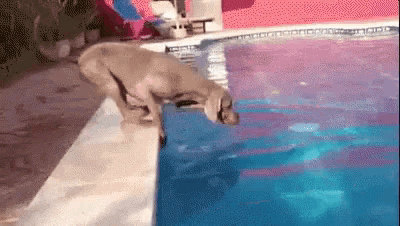 a dog is jumping into a swimming pool and looking at the water .