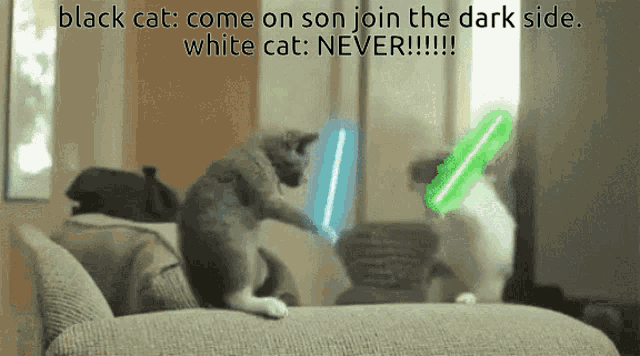 black cat come on son join the dark side white cat : never !!!