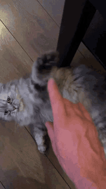 a person is petting a cat on the floor with their finger