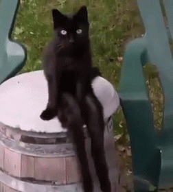 Creepiest Black Cat Ever! Happy Halloween GIF - Cat Sit Human GIFs