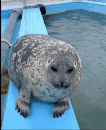 a seal is sitting on a blue ledge next to a body of water