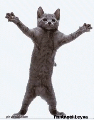 Cat Gato GIF - Cat Gato Baile GIFs