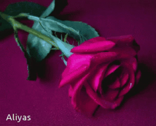 Roses GIF - Roses GIFs