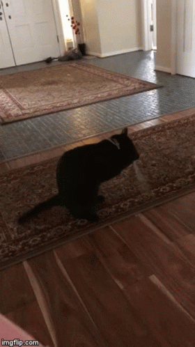 Black Cat Cat GIF - Black Cat Cat Love GIFs