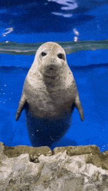 a seal is swimming in a blue water and looking at the camera