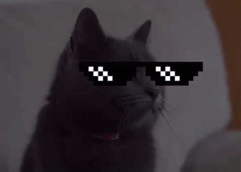 Mačka Jackie Ide Do Rytmu Cat GIF - Mačka Jackie Ide Do Rytmu Mačka Jackie Cat GIFs