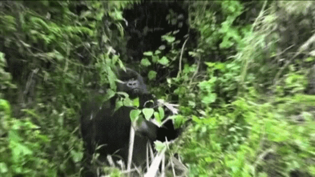 a gorilla is standing in a lush green forest surrounded by trees