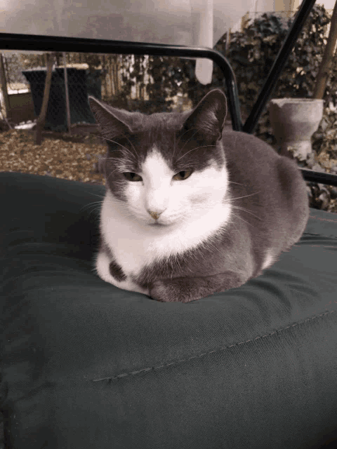 a gray and white cat is laying on a green cushion