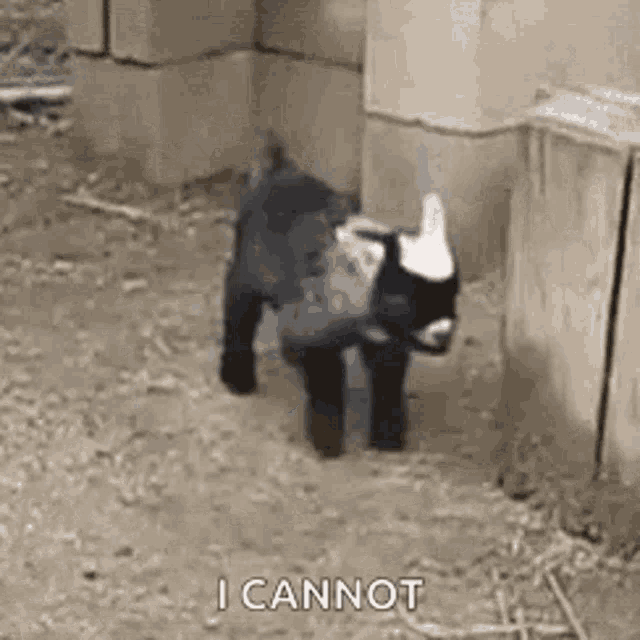a small black and white goat is standing in a pen .
