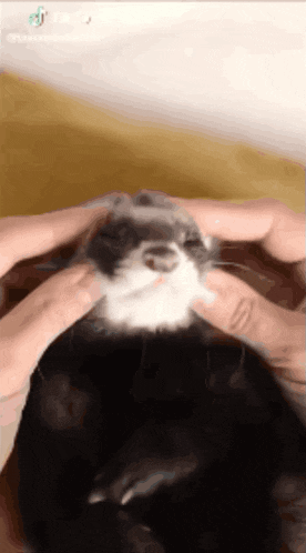 a black and white ferret is being petted by a person 's hands