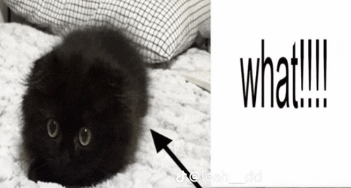 a black cat is laying on a bed next to a sign that says what