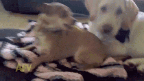When You Want To Share But You Desperately Don'T GIF - Gif Dog Dogs GIFs
