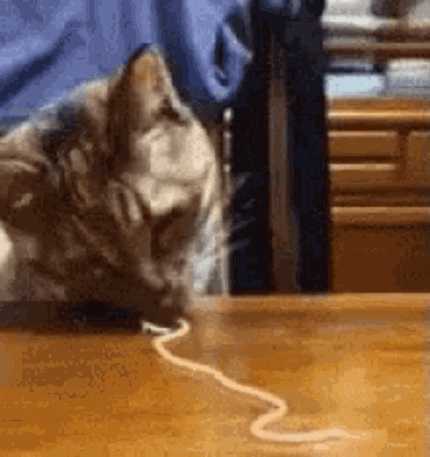 Cat Spaghetti GIF - Cat Spaghetti Eating GIFs