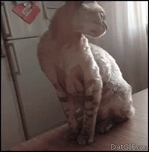 Dont Cat GIF - Dont Cat D Ont Touch Me GIFs