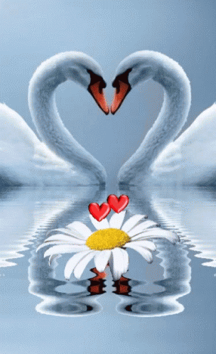 Heart Goose GIF - Heart Goose Love GIFs