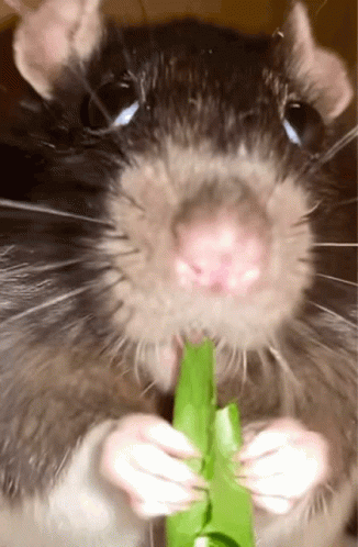 Rat Eat GIF - Rat Eat Animal GIFs
