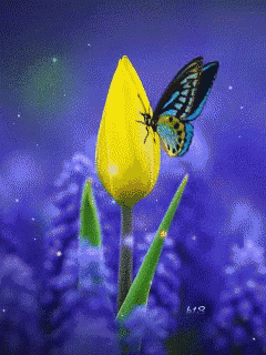 a blue butterfly sits on a yellow tulip