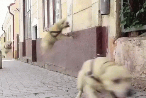 Dog Parkour GIF - Jump Cute Dogs GIFs