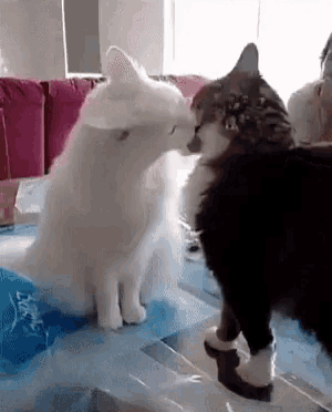 Funny Animals Cat Love GIF - Funny Animals Cat Love Cat Fight GIFs