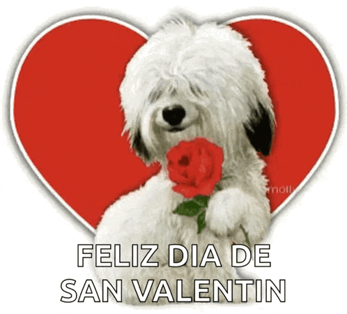 a white dog holding a red rose in front of a red heart with the words feliz dia de san valentin