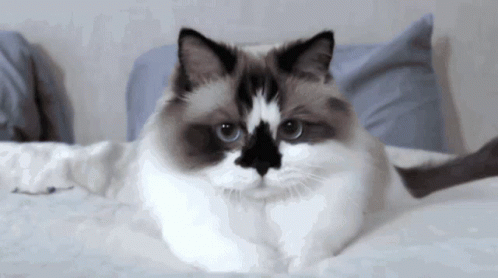 Munchkin Cat GIF - Munchkin Cat Kitten GIFs