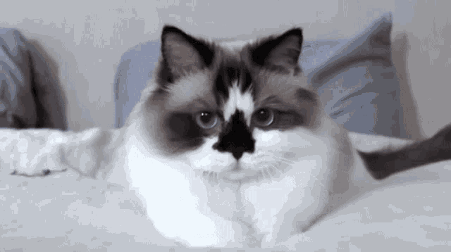 a black and white cat laying on a bed