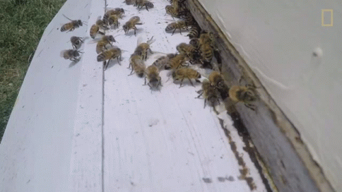 Bees Nat Geo Wild GIF - Bees Nat Geo Wild Swarm GIFs