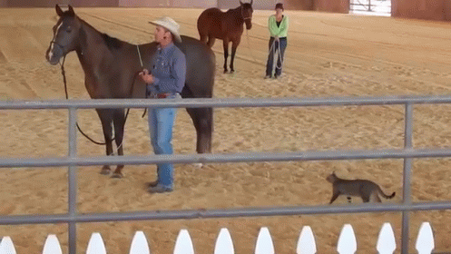 Tag! You'Re It! GIF - Cat Horse Surprise GIFs