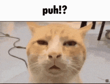 Puh Cat GIF - Puh Cat Silly Cat GIFs