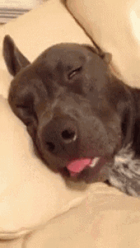 Sleeping Dog GIF - Sleeping Dog Tongue GIFs