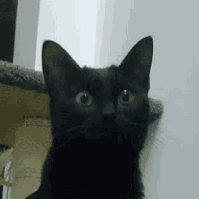 a black cat is sitting on top of a cat tree looking at the camera .