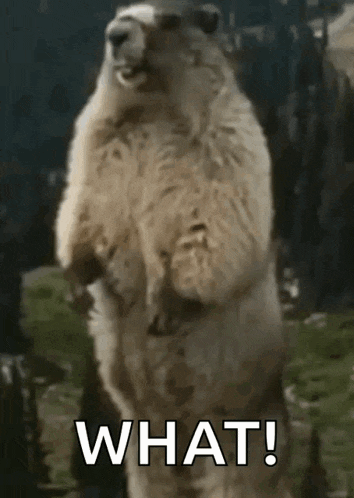 a groundhog standing on its hind legs with the words `` what ! ''