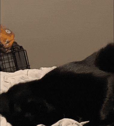 a black cat is laying on a bed next to a bag of chips
