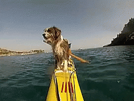 Dogs Boating GIF - Dogs Boating GIFs
