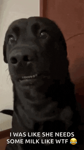 a black dog that says i was like she needs some milk like wtf on it