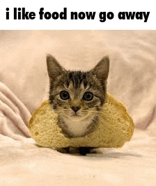 a cat is sitting on a piece of bread .