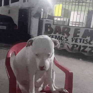 a white dog is sitting in a red chair in front of a sign that says bar em